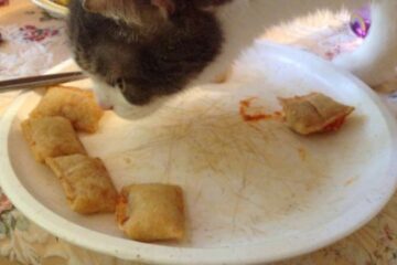 Can Cats Eat Pizza Rolls