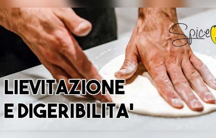 Does Kneading Affect Dough Digestibility