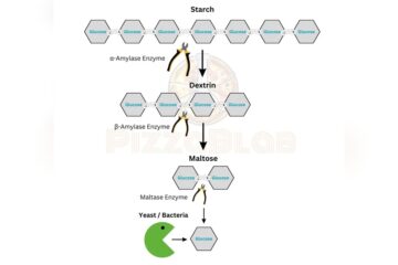 Pizza Dough Enzymatic Activity