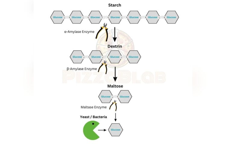 Pizza Dough Enzymatic Activity