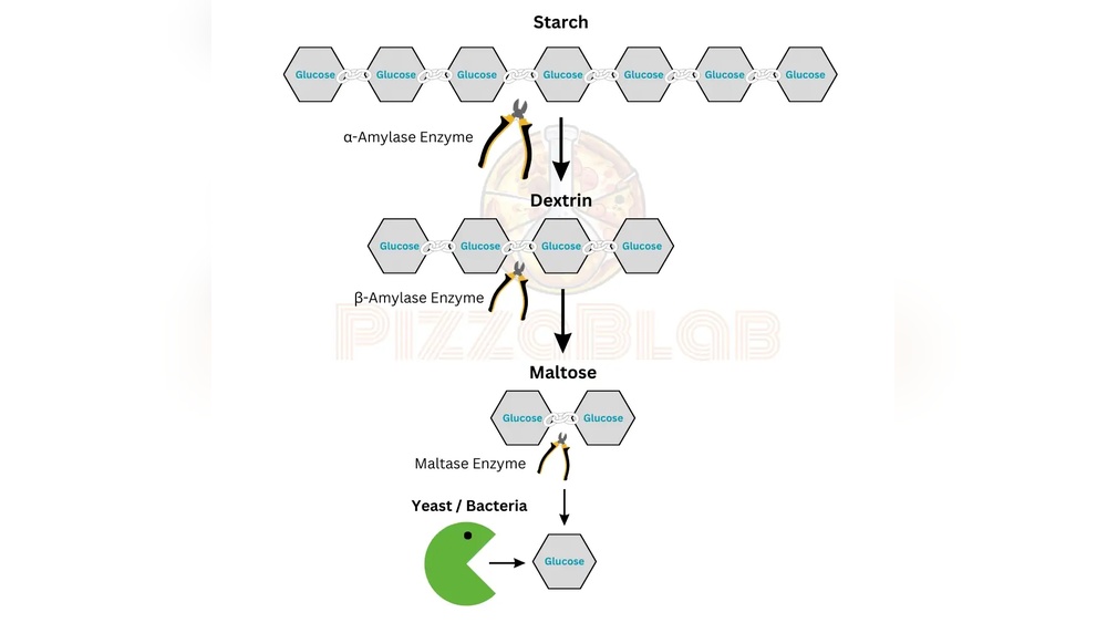 Pizza Dough Enzymatic Activity